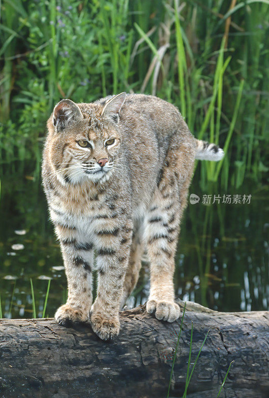 山猫(Lynx rufus)，也被称为红山猫，是一种中型猫，原产于北美。它的分布范围从加拿大南部到美国大部分地区，再到墨西哥的瓦哈卡州。蒙大拿东冰川。